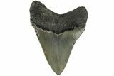 Serrated, Fossil Megalodon Tooth - North Carolina #200670-1